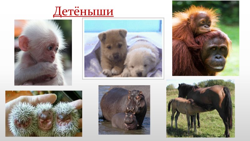 Внутриутробное развитие млекопитающих