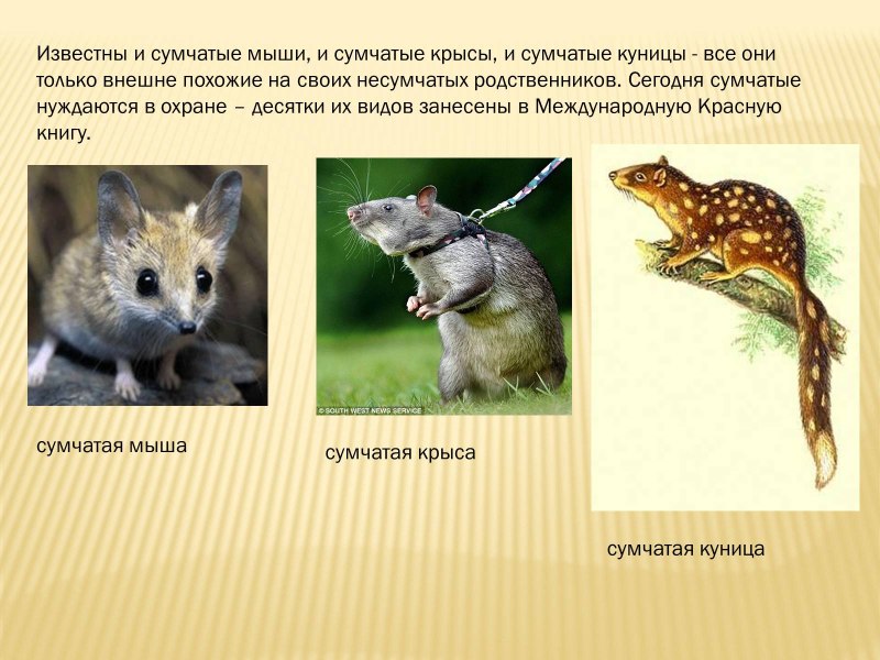 Сумчатые млекопитающие презентация