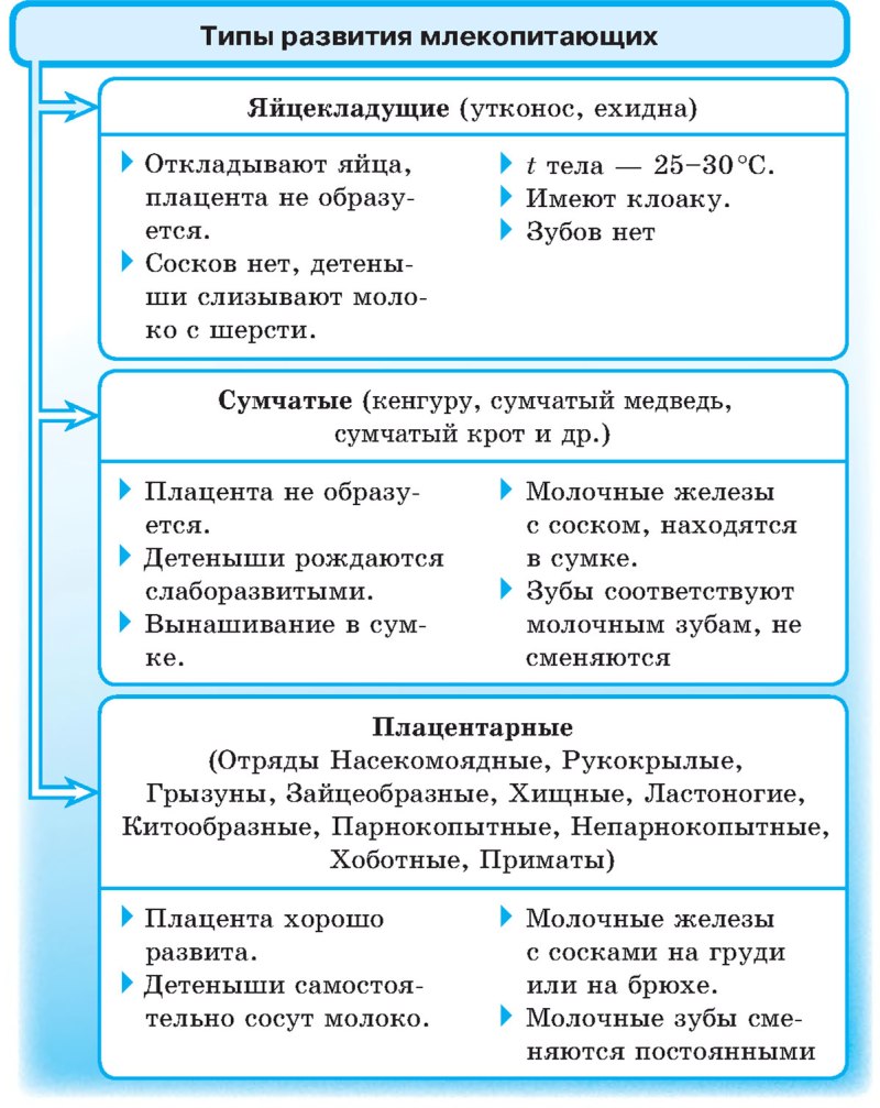 Типы развития млекопитающих