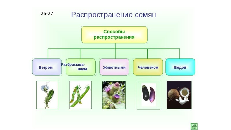 Размножение растений семенами. Распространение плодов и семян.