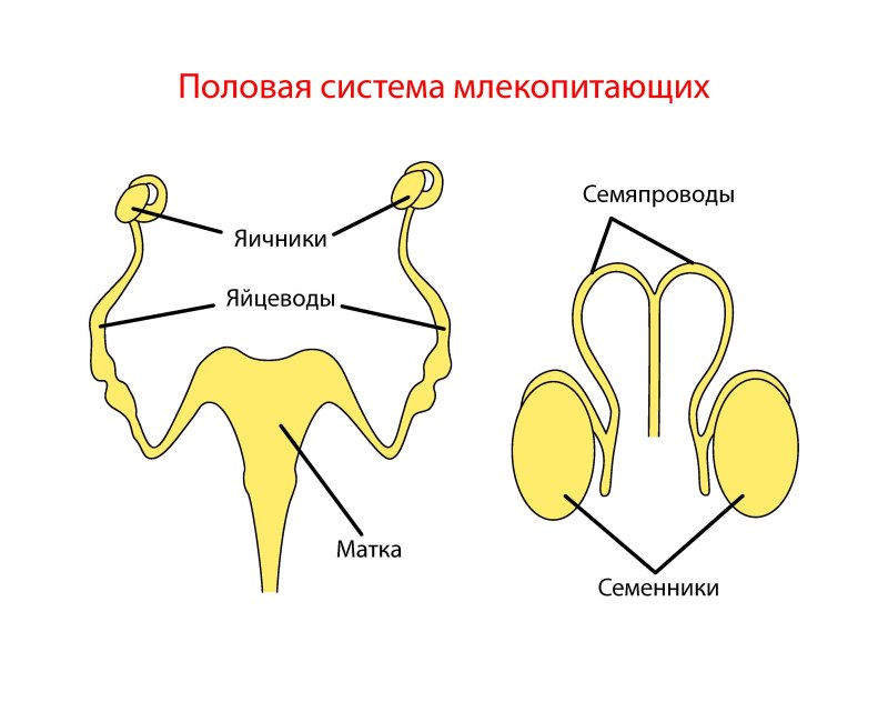Репродуктивная система млекопитающих