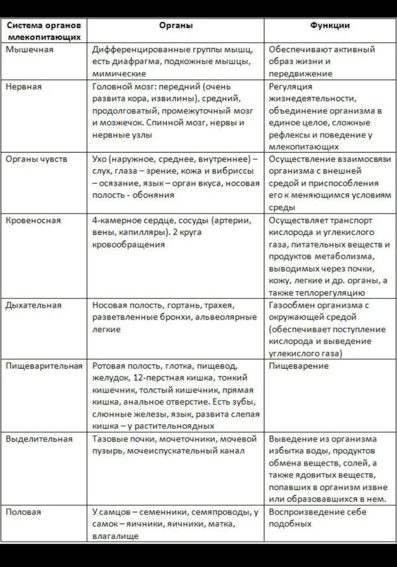 Строение и функции систем внутренних органов млекопитающего таблица