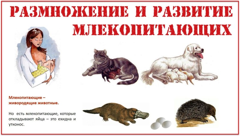 Размножение млекопитающих схема
