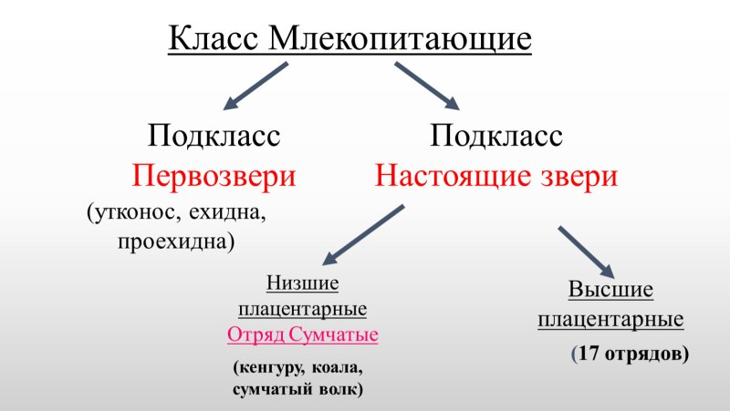 Класс млекопитающие