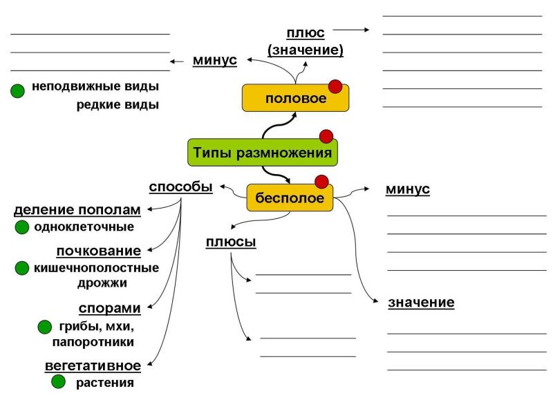 Опорная схема биология
