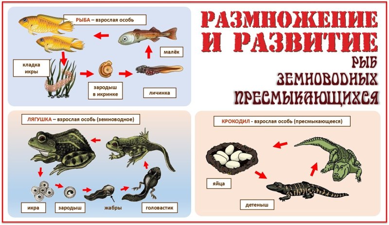 Цикл развития рыбы схема