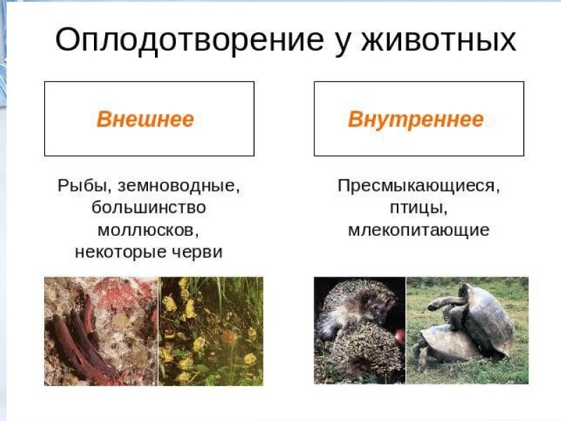 Внутреннее и наружное оплодотворение у животных