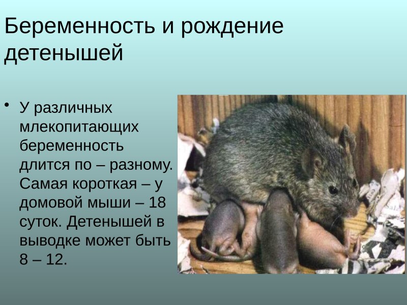 Появление детёнышей у млекопитающих