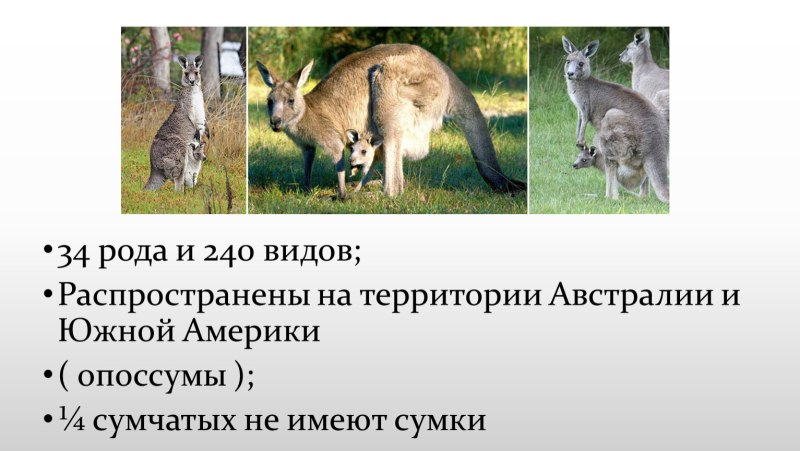 Общая характеристика сумчатых
