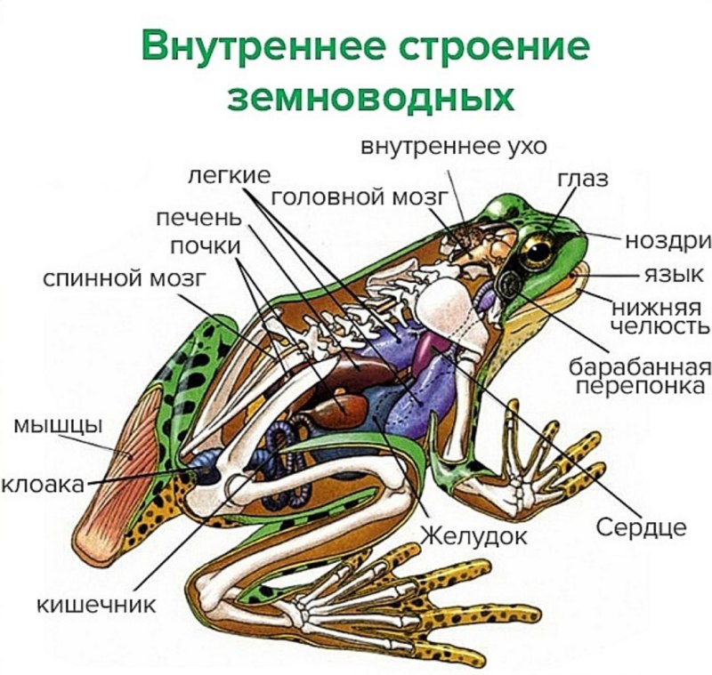 Бесхвостые земноводные внутреннее строение