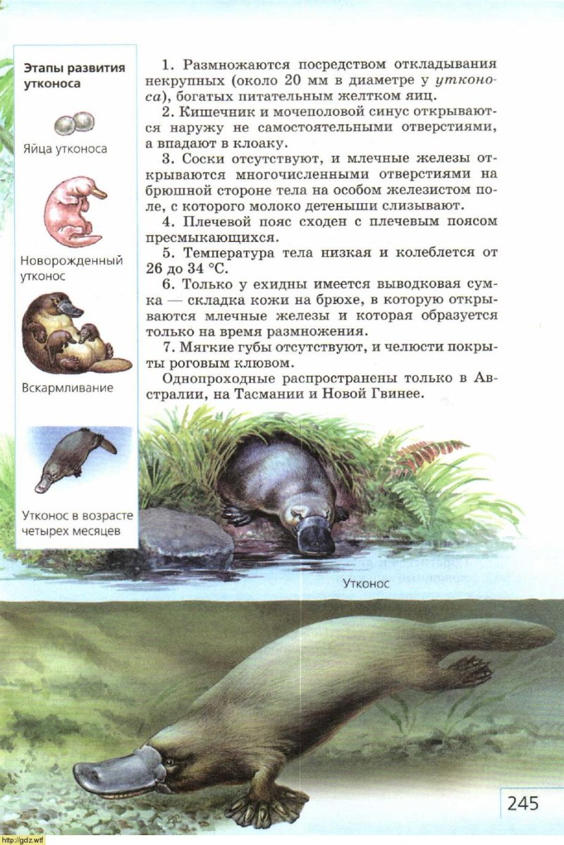 Утконос особенности размножения