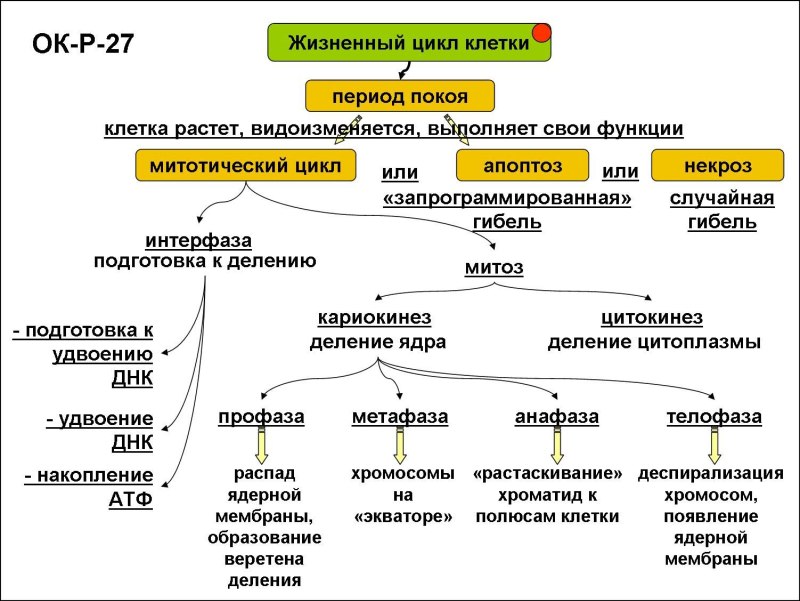 Схема стадий жизненного цикла клетки