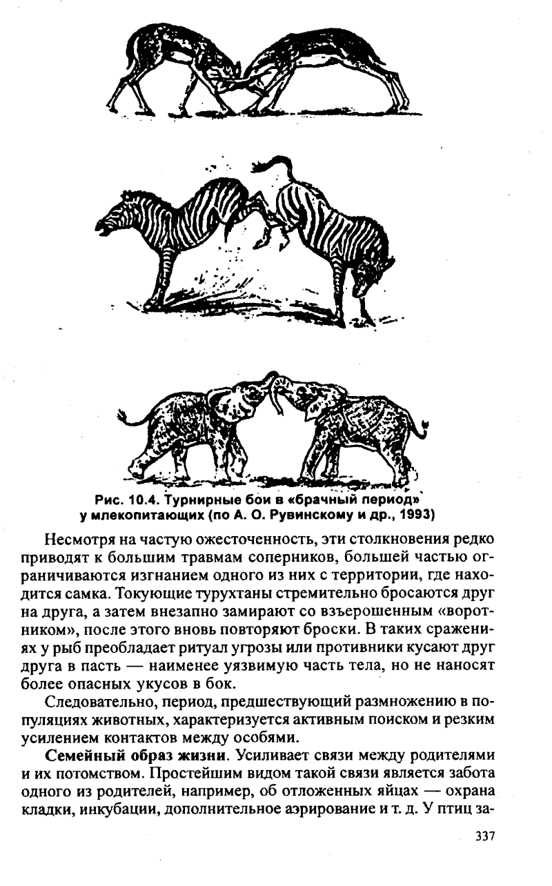Турнирные бои млекопитающих
