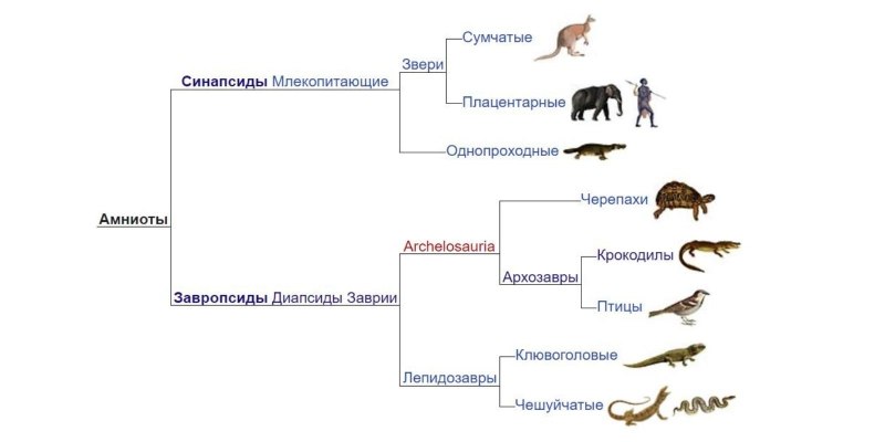 Млекопитающие произошли от