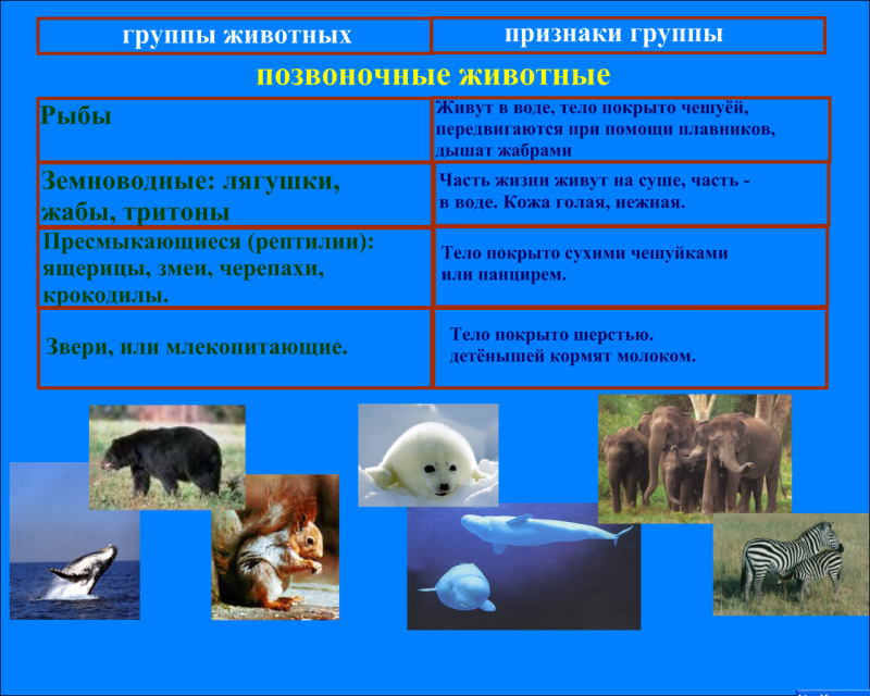 Признаки вида животных