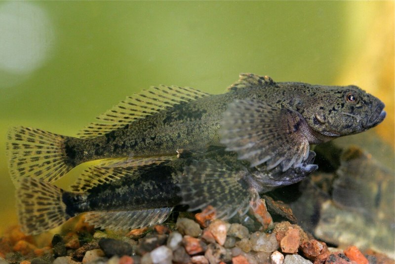 Обыкновенный подкаменщик (COTTUS gobio)