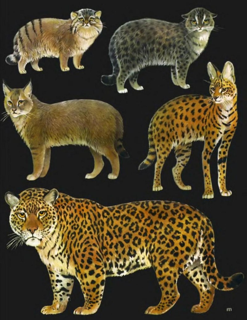 Семейство Felidae кошачьи