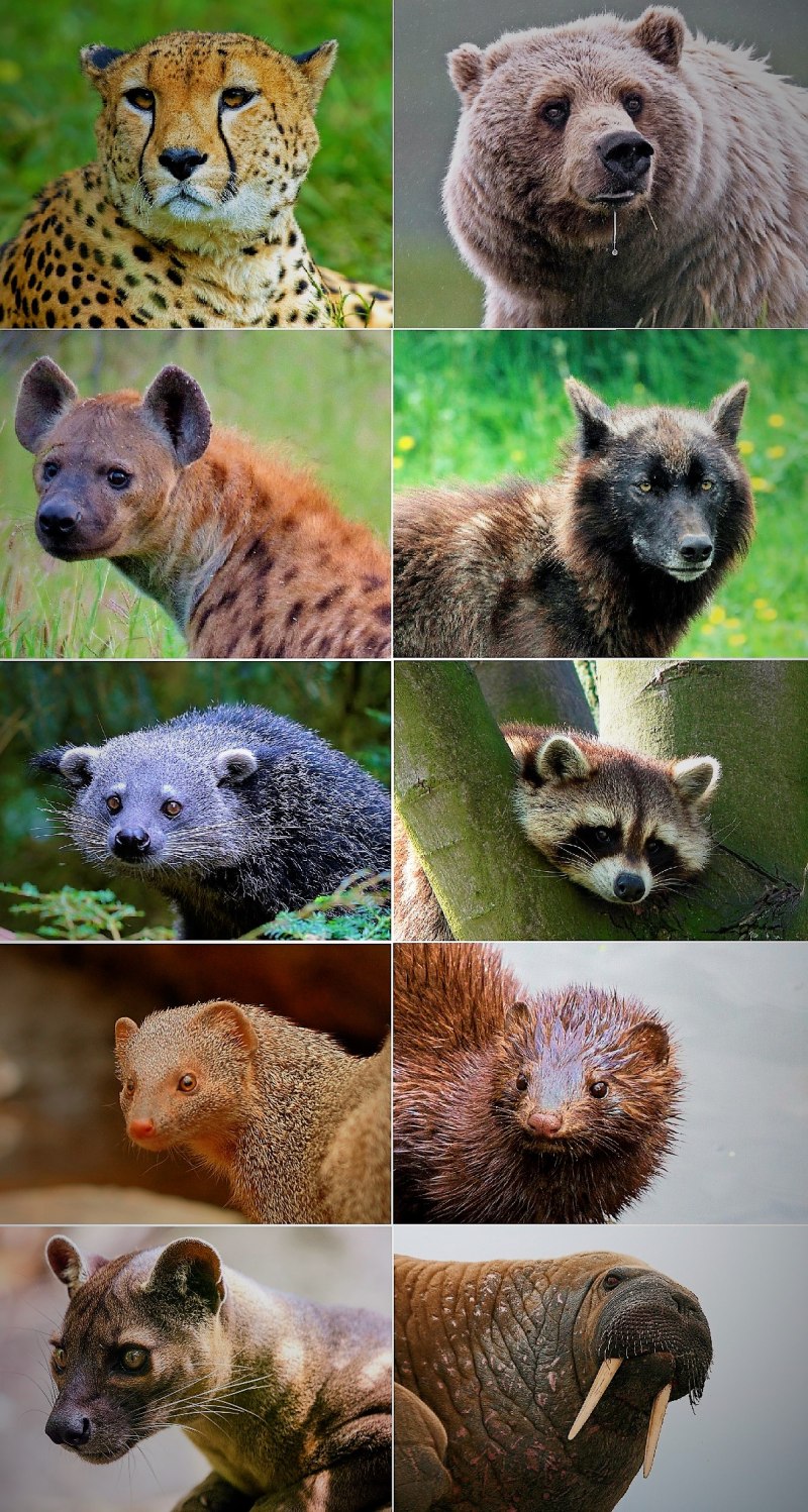 Отряд кошкообразные