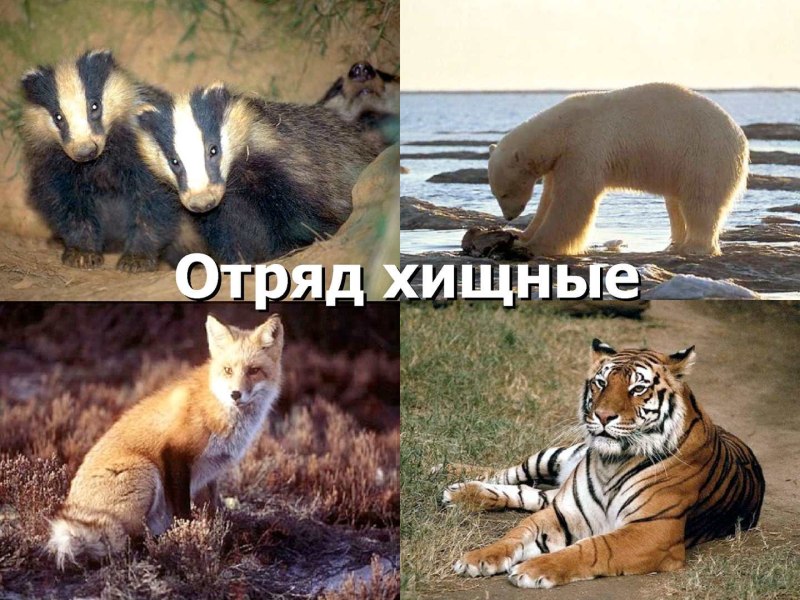 Отряд Хищные млекопитающие