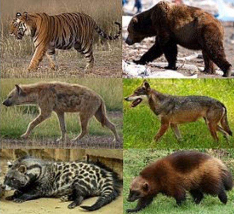 Отряд Хищные млекопитающие