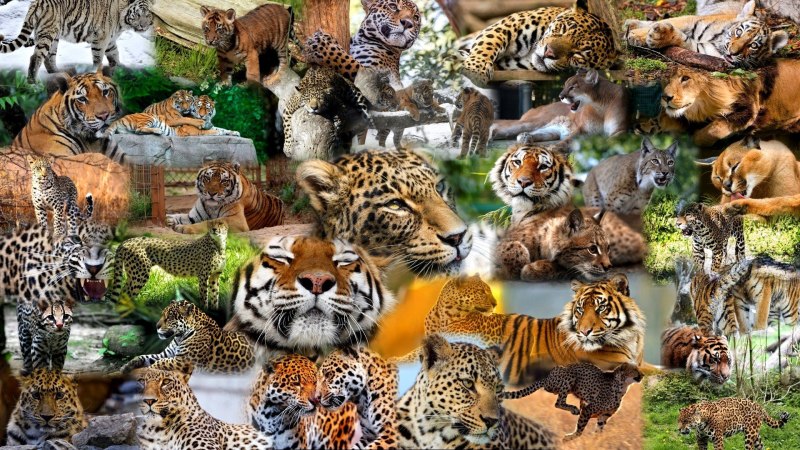 Коллаж животных