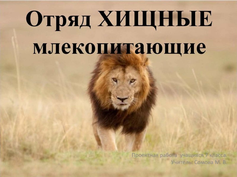 Отряд Хищные млекопитающие представители