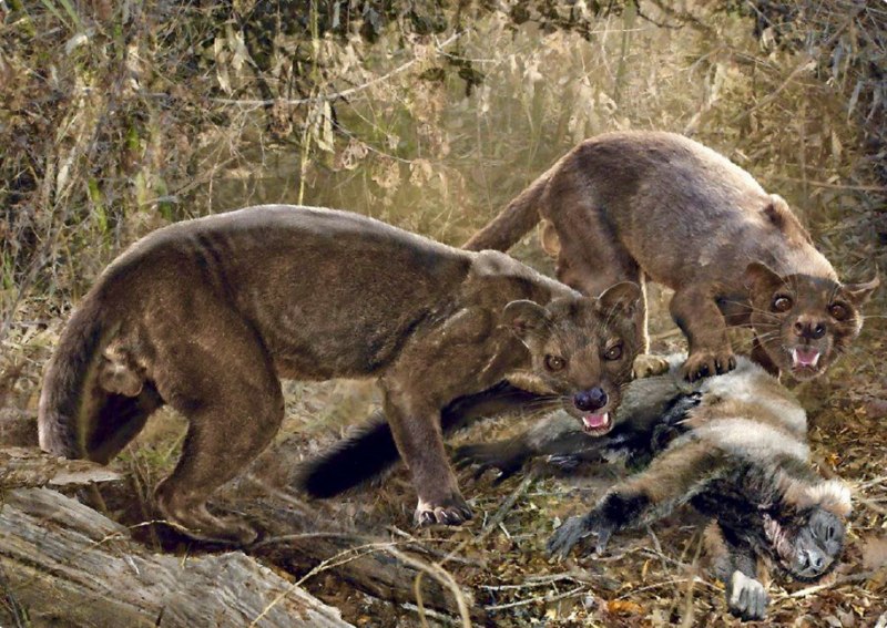 Гигантская Фосса (Cryptoprocta spelea)