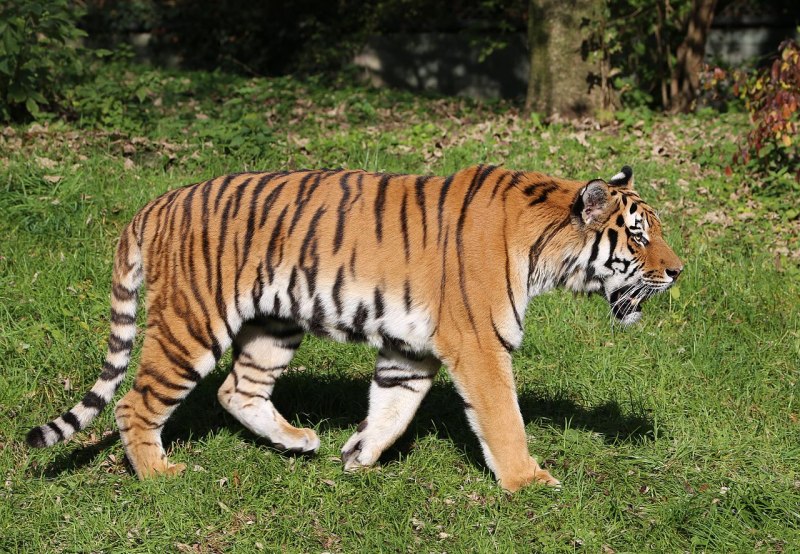 Амурский тигр или Panthera Tig