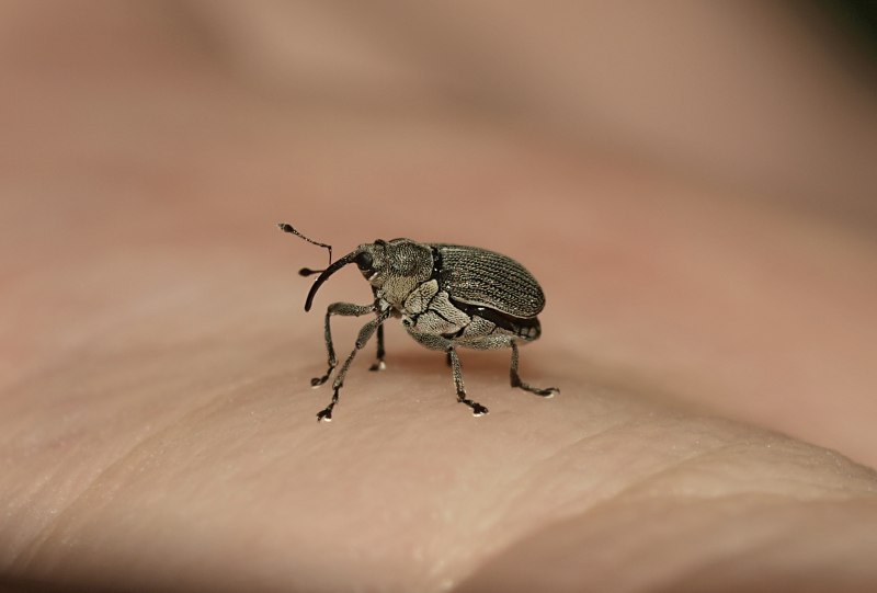 Ceutorhynchus unguicularis