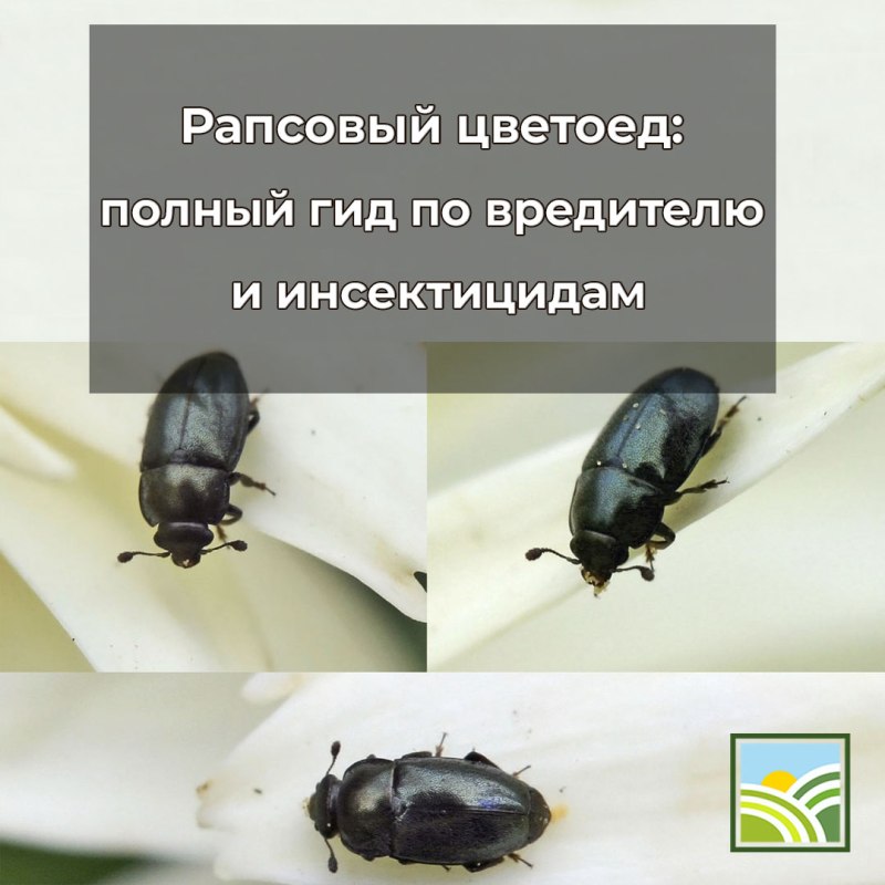 Рапсовый цветоед личинка