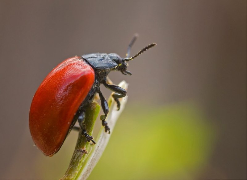 Chaitophorus salvicivorus Malk.