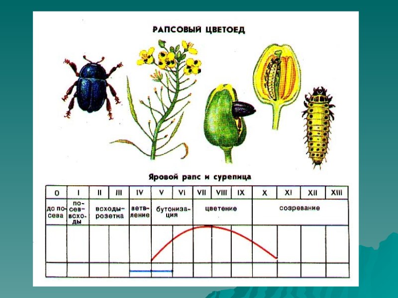 Рапсовый цветоед личинка