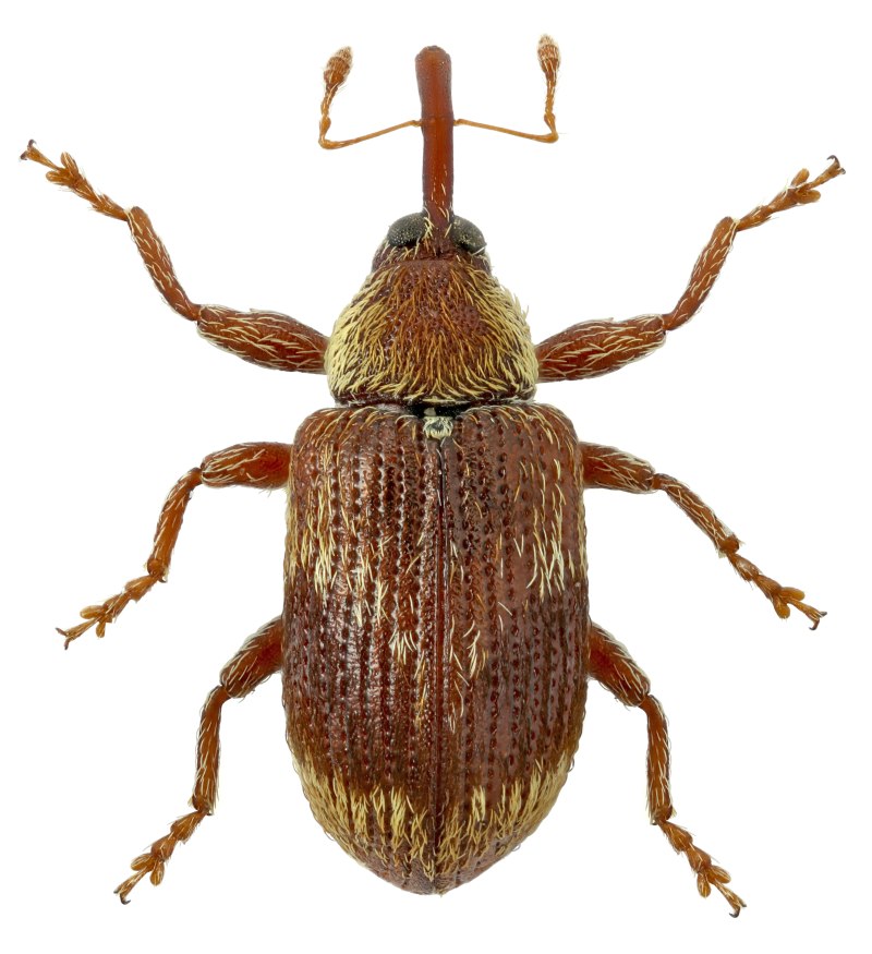 Anthonomus signatus