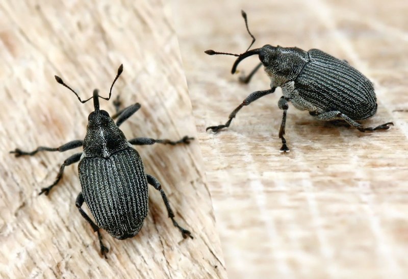 Ceutorhynchus assimilis