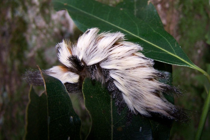 Megalopyge opercularis - бабочка семейства Megalopygidae.