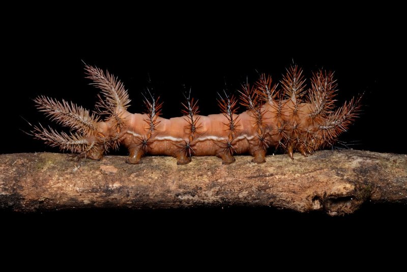 Гусеница подсемейства Hemileucinae семейства павлиноглазок
