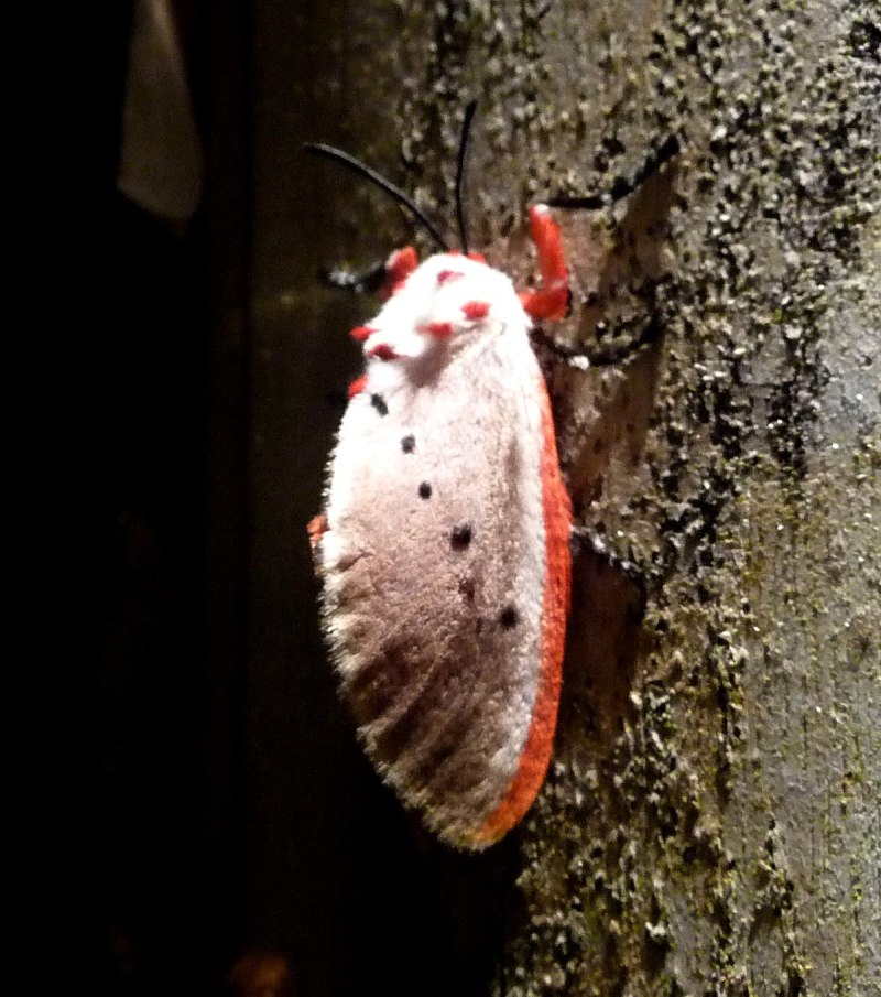Trosia nigropunctigera личинки