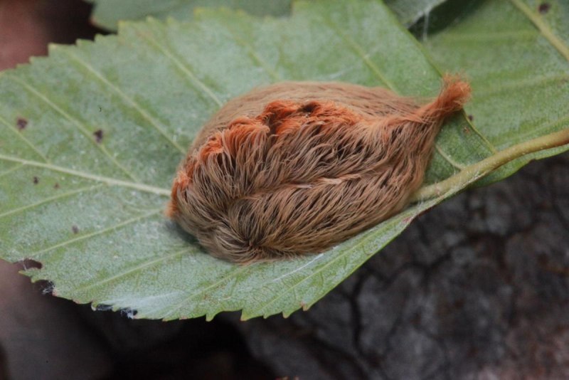 Megalopyge crispata
