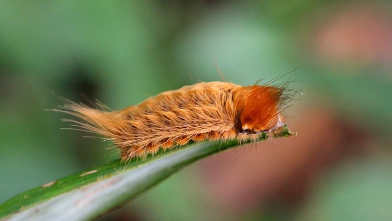 Megalopyge opercularis