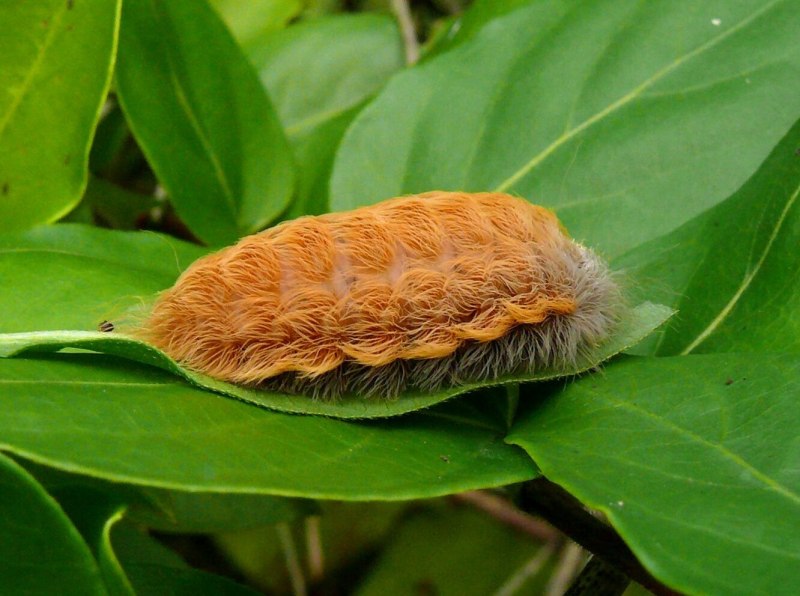 Flannel Moth гусеница