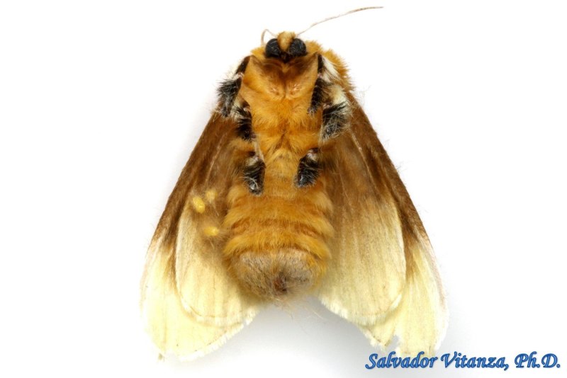 Megalopyge bissesa