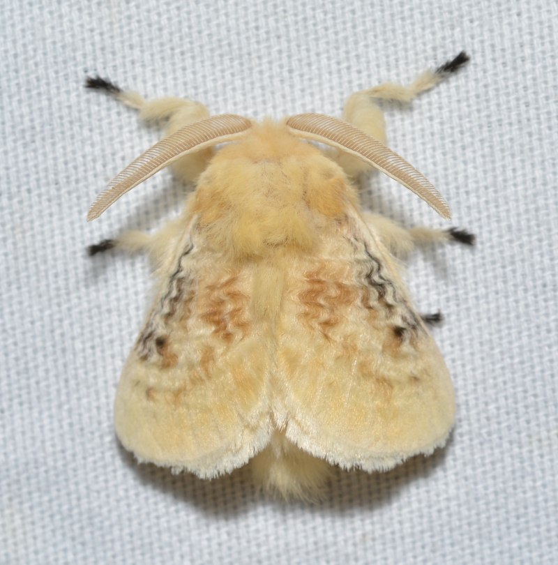 Megalopyge crispata