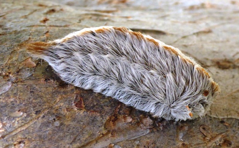 Megalopyge opercularis