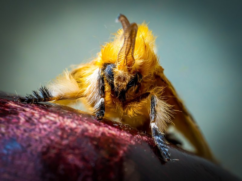 Megalopyge opercularis