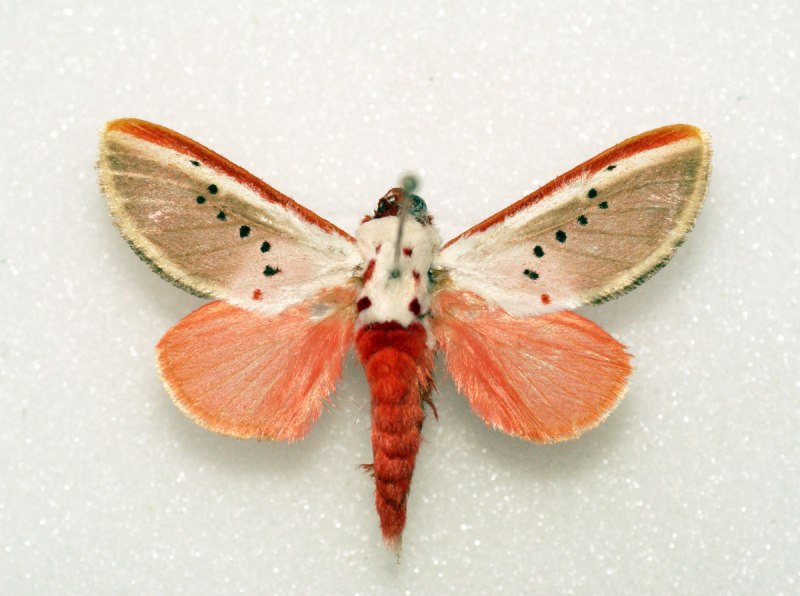 Trosia nigropunctigera личинки