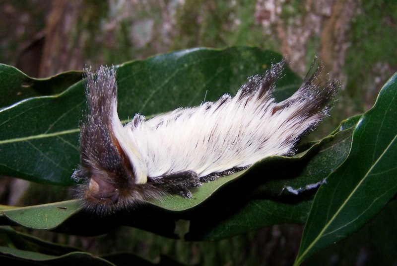 Семейства Megalopygidae