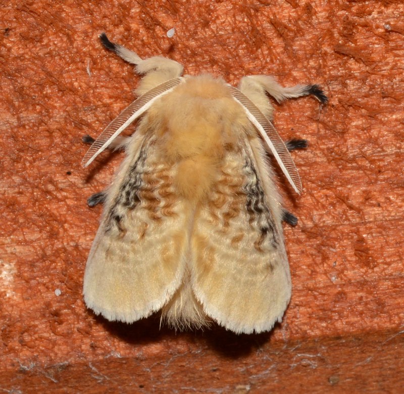 Megalopyge crispata