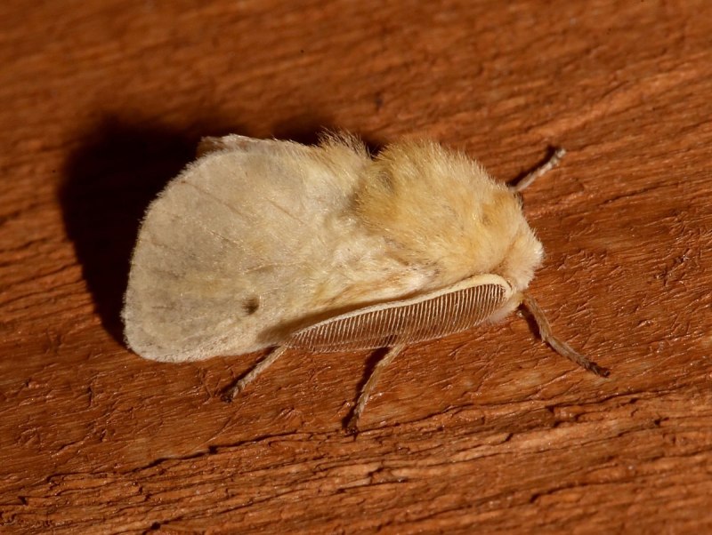 Megalopyge crispata