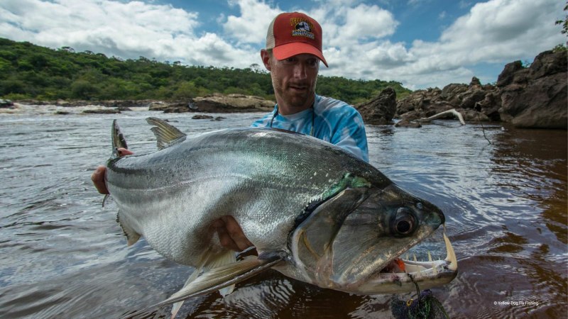 Скумбриевидный гидролик (Payara)