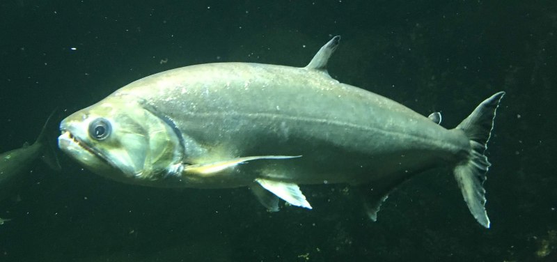 Hydrolycus armatus